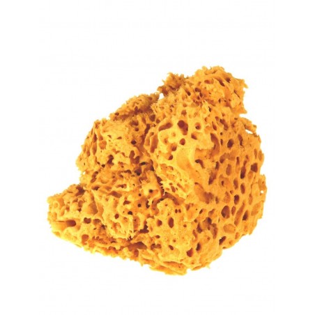 Immagine solamente indicativa